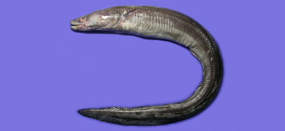 Image of Conger eel