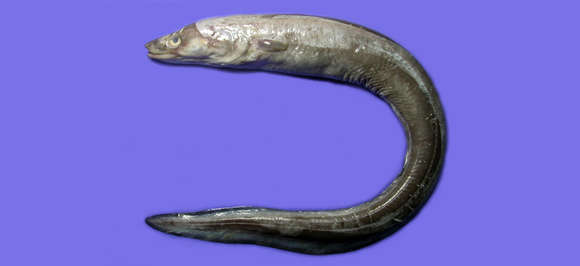 Image of Conger eel