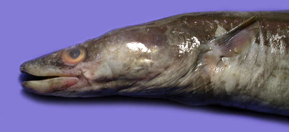 Image of Conger eel