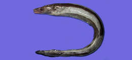 Image of Conger eel