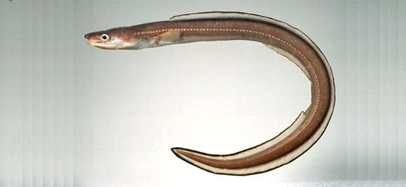 Image of Conger eel