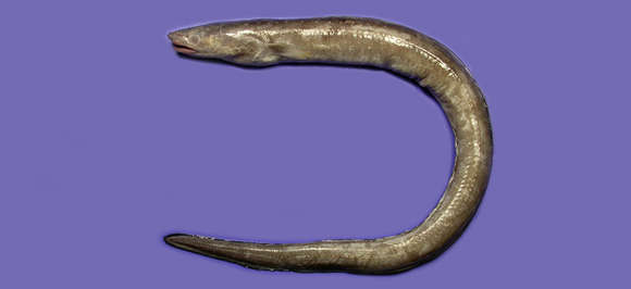 Image of Conger eel