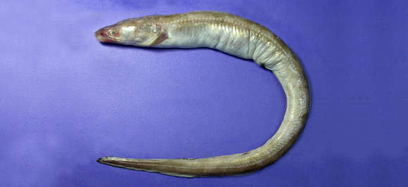 Image of Conger eel