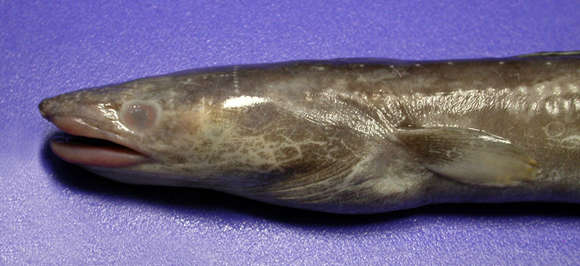 Image of Conger eel