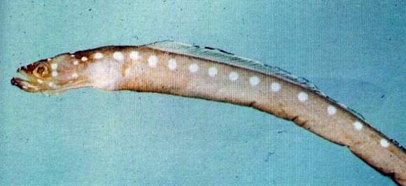 Image of garden eel