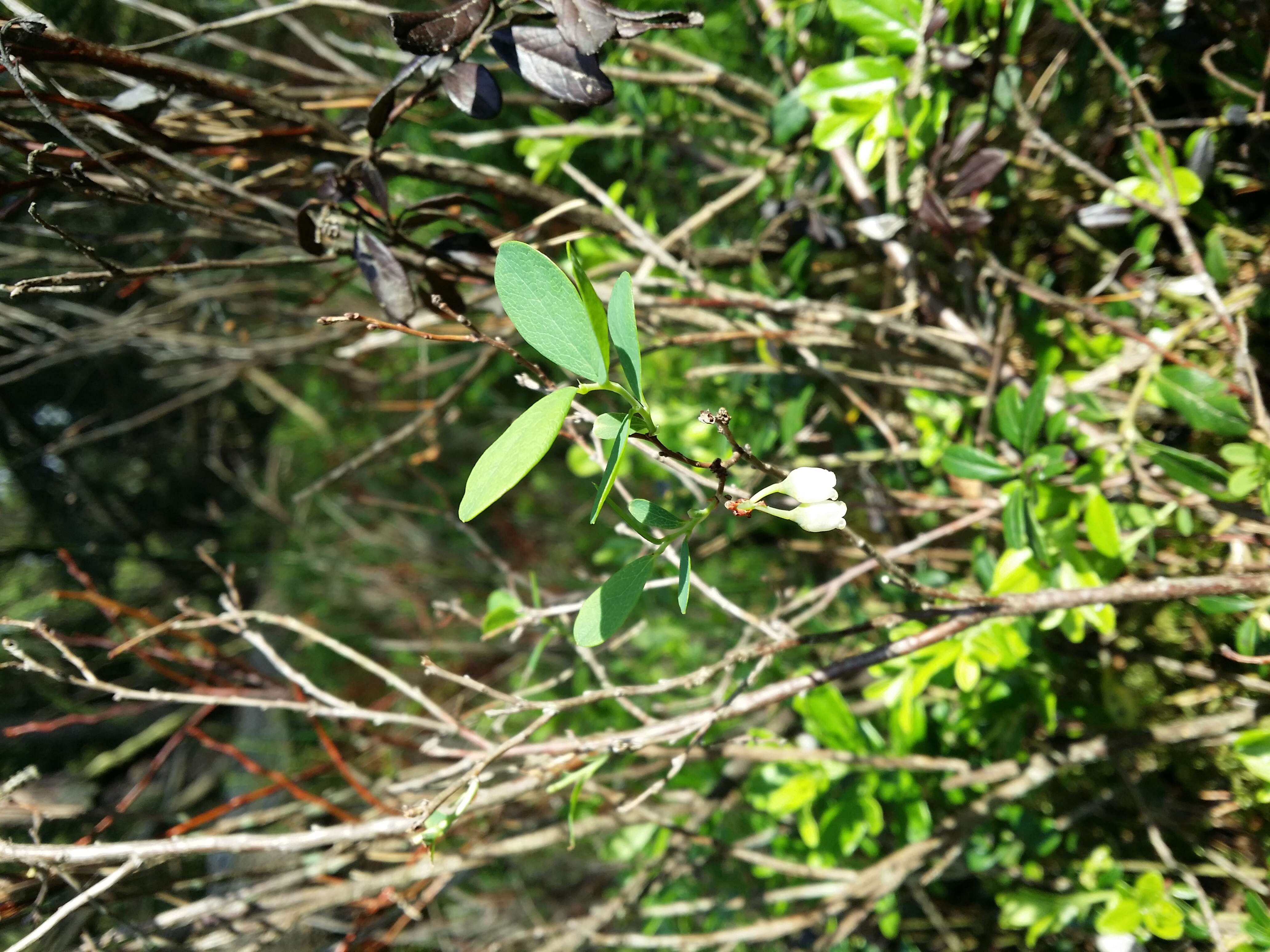 Image of alpine bilberry