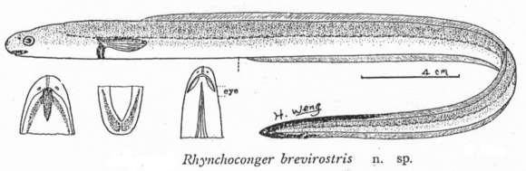 Image of Macrocephenchelys