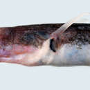Image of Rubbernose conger