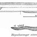 Image of Longnose conger