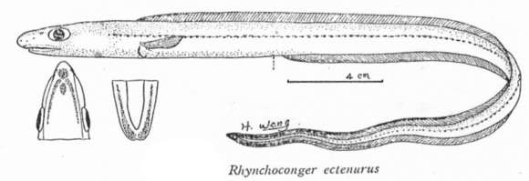 Image of Rhynchoconger