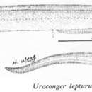 Image of Longtail conger