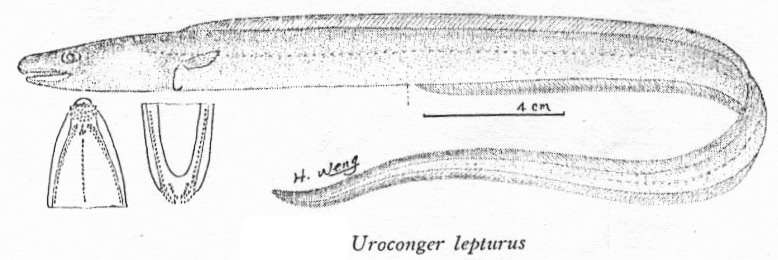 Image of Uroconger