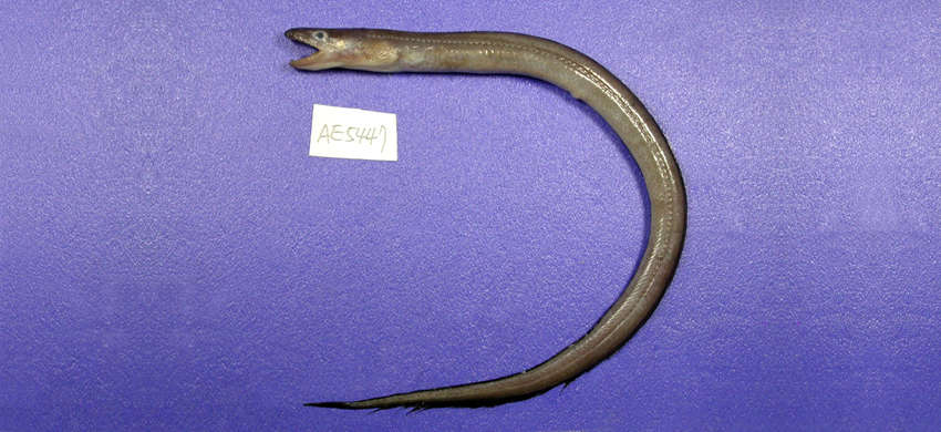 Image of Uroconger