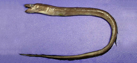 Image of Uroconger