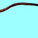 Image of Short worm eel