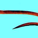 Image de Moringua macrocephalus (Bleeker 1863)