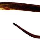Image of Brown pike conger