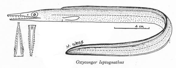 Image of Oxyconger