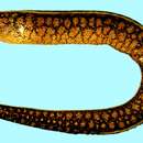 Image of Reticulate hookjaw moray
