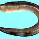 Image of Brown moray Eel