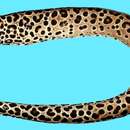 Image of honeycomb moray