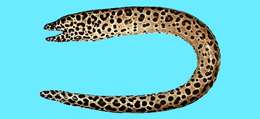 Image of honeycomb moray