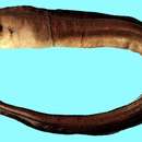 Image of Liver-colored moray eel