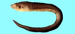 Image of Liver-colored moray eel