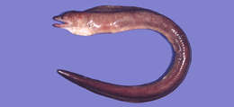 Image of Liver-colored moray eel