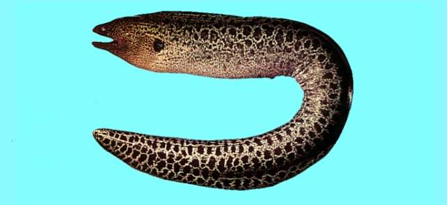 Image of Giant moray