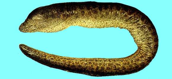 Image of Bar-cheeked eel