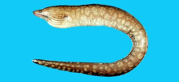 Image of Australian mottled moray