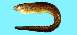 Image of Reeve's moray