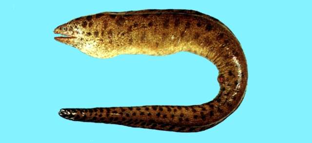 Image of Reeve's moray