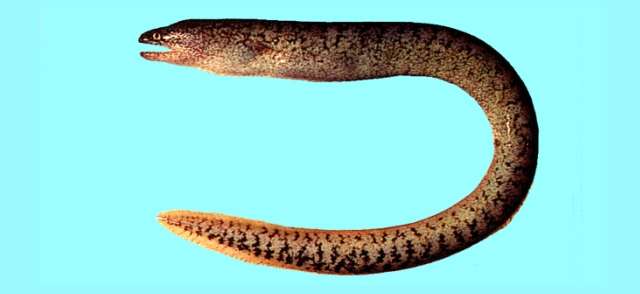 Image of Little moray