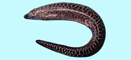 Image of Undulated moray