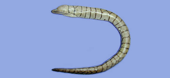 Image of Y-bar moray