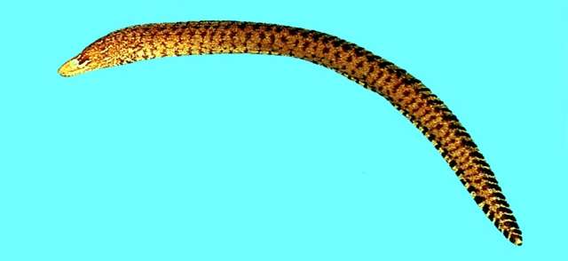 Image of Bar-tail moray