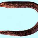 Image of Large-headed snake moray
