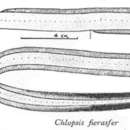 Image of Duckbill eel