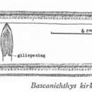 Image of Longtailed sand-eel