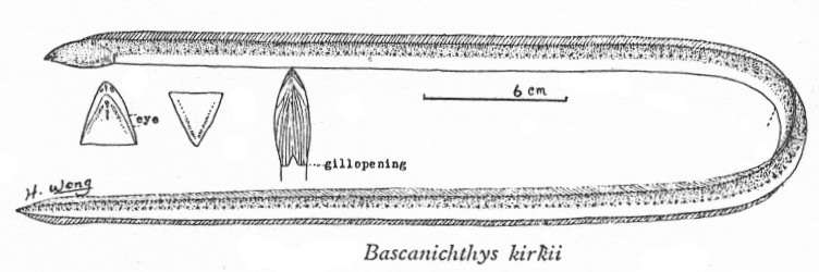 Image of Bascanichthys