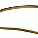 Image of Longtailed sand-eel