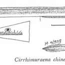 Image de Cirrhimuraena chinensis Kaup 1856
