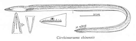 Image of Cirrhimuraena