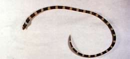 Image of Snake-eels