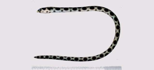 Image of Snake-eels