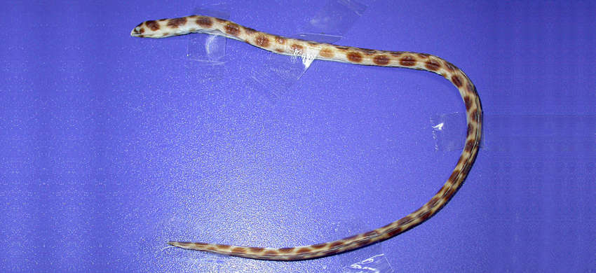 Image of Snake-eels