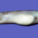 Image of Chen&#39;s worm eel