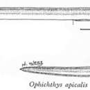 Image de Ophichthus apicalis (Anonymous)